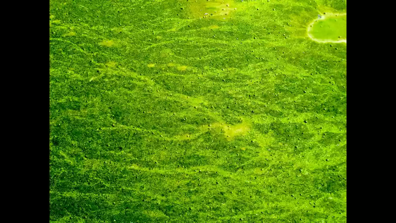 Breakthrough in Renewable Energy: Scientists Develop Carbon-Negative Power Source Using Algae