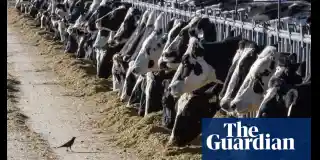 Colorado Dairy Worker Recovers as Officials Work Toward Vaccines and Offer Farmers Financial Aid